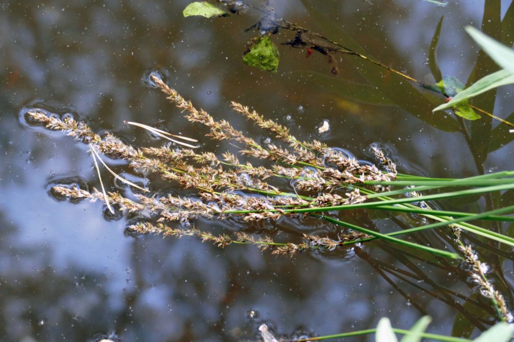 Das schmeckt jedem Amur: Blüten vom Iris Blatt