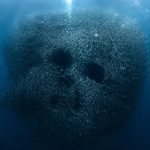 Sardinen Totenkopf