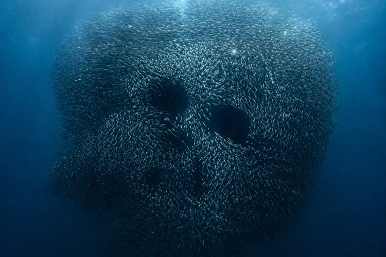 Sardinen Totenkopf