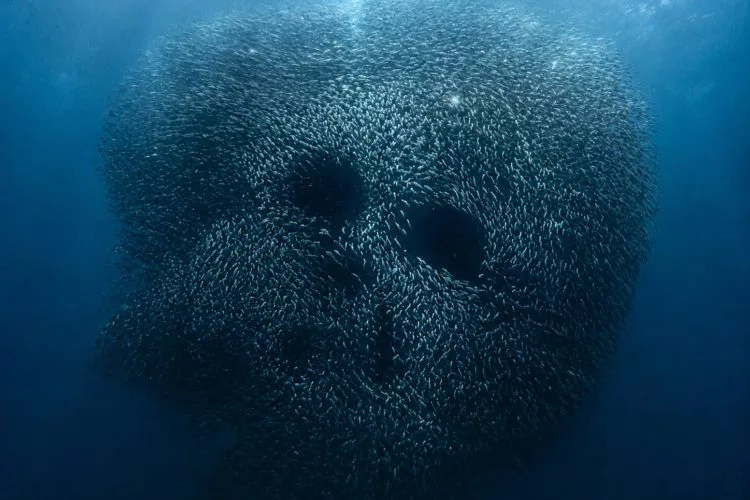 Sardinen Totenkopf