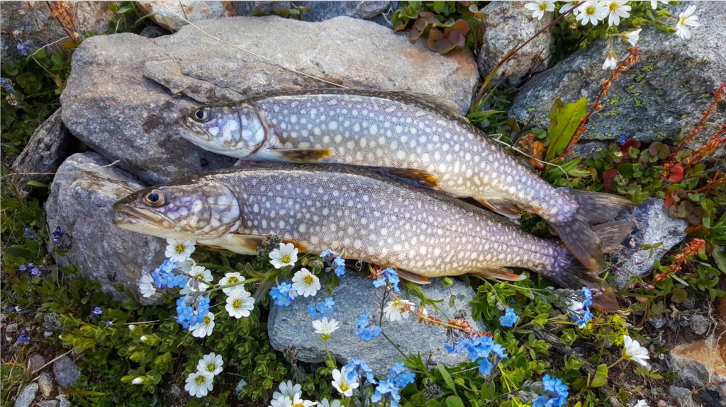 An hoch gelegenen Bergseen fressen auch die sonst eher am Grund orientierten Namaycush Insekten an der Oberfläche.