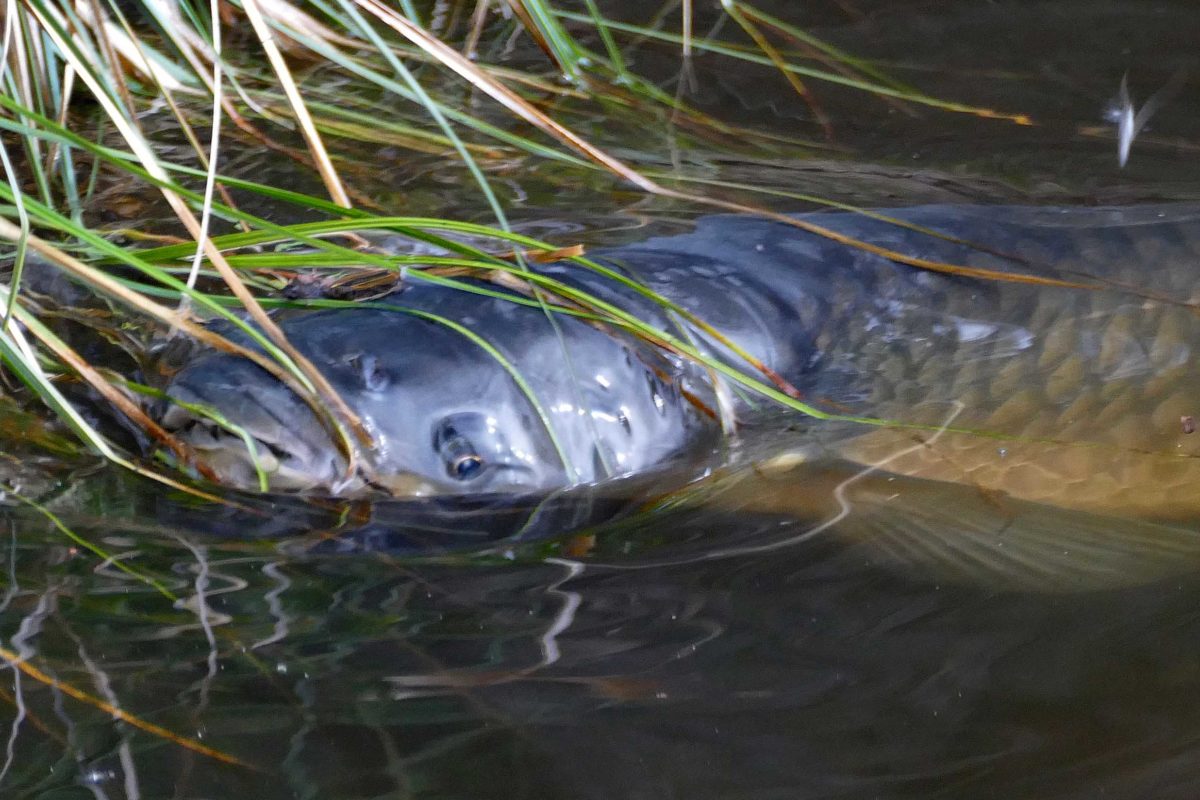 Amur frisst Grassamen