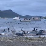 Wal Jagd Faeroeer Inseln