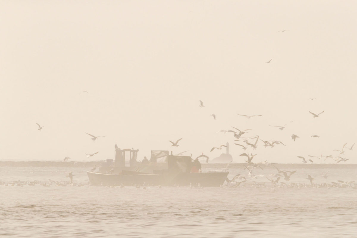 Fischereiboot im Nebel mit Möwen
