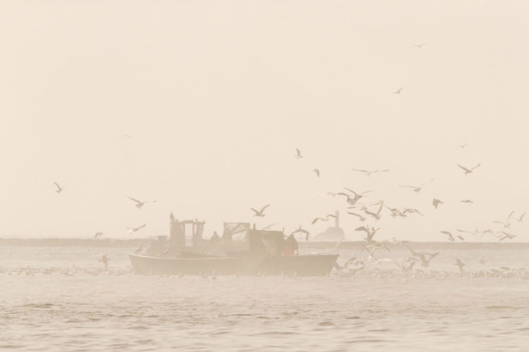 Fischereiboot im Nebel mit Möwen