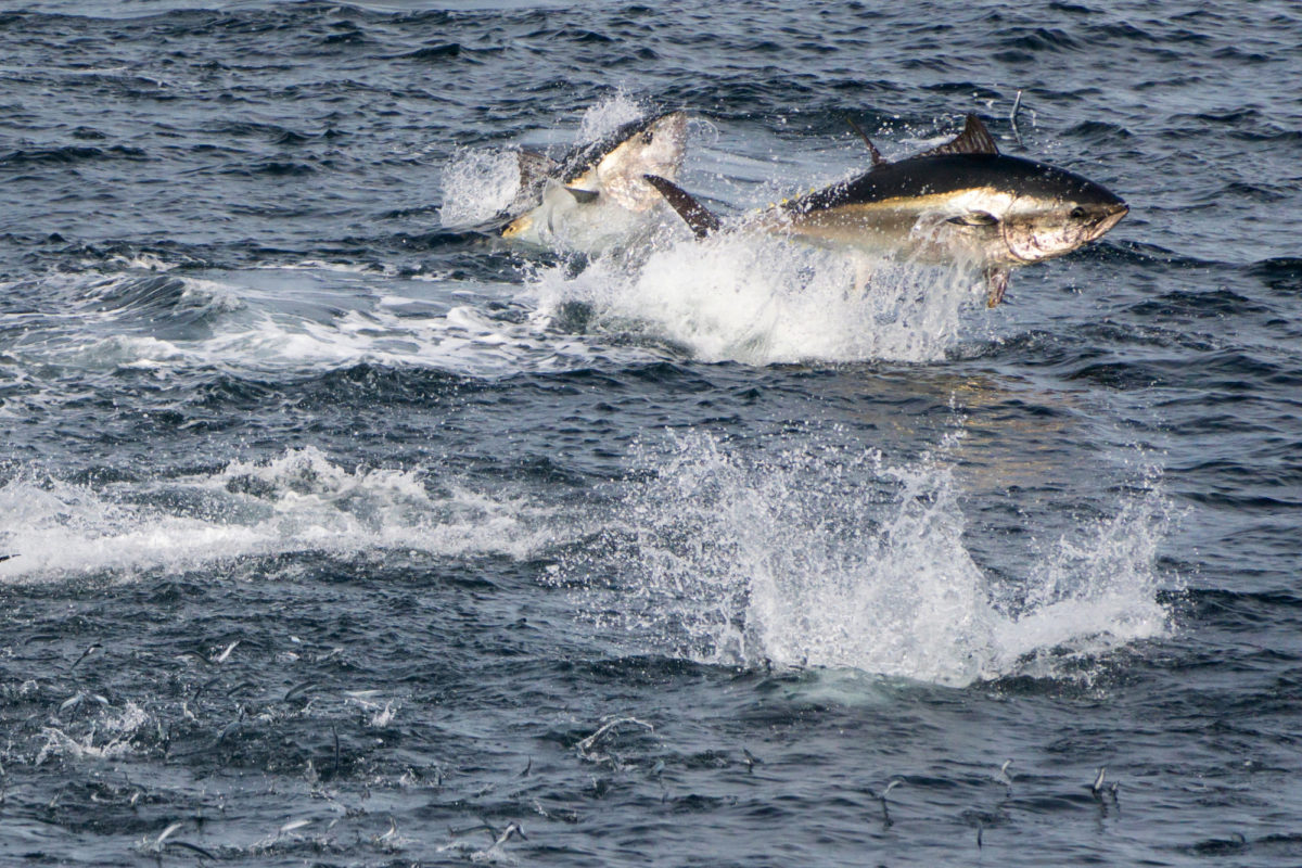 Jagende Thunfische