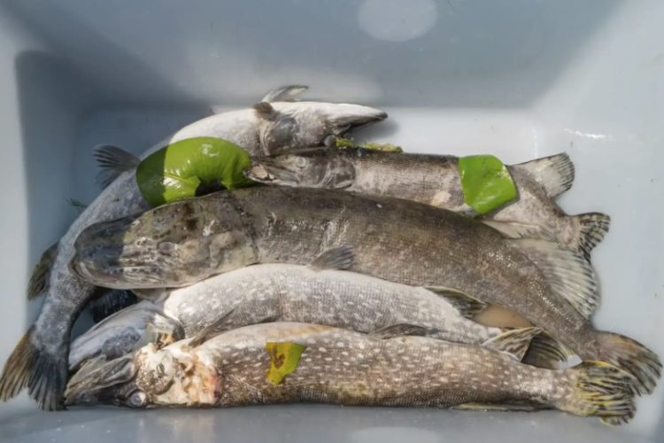 Tote Hechte, Steinhuder Meer
