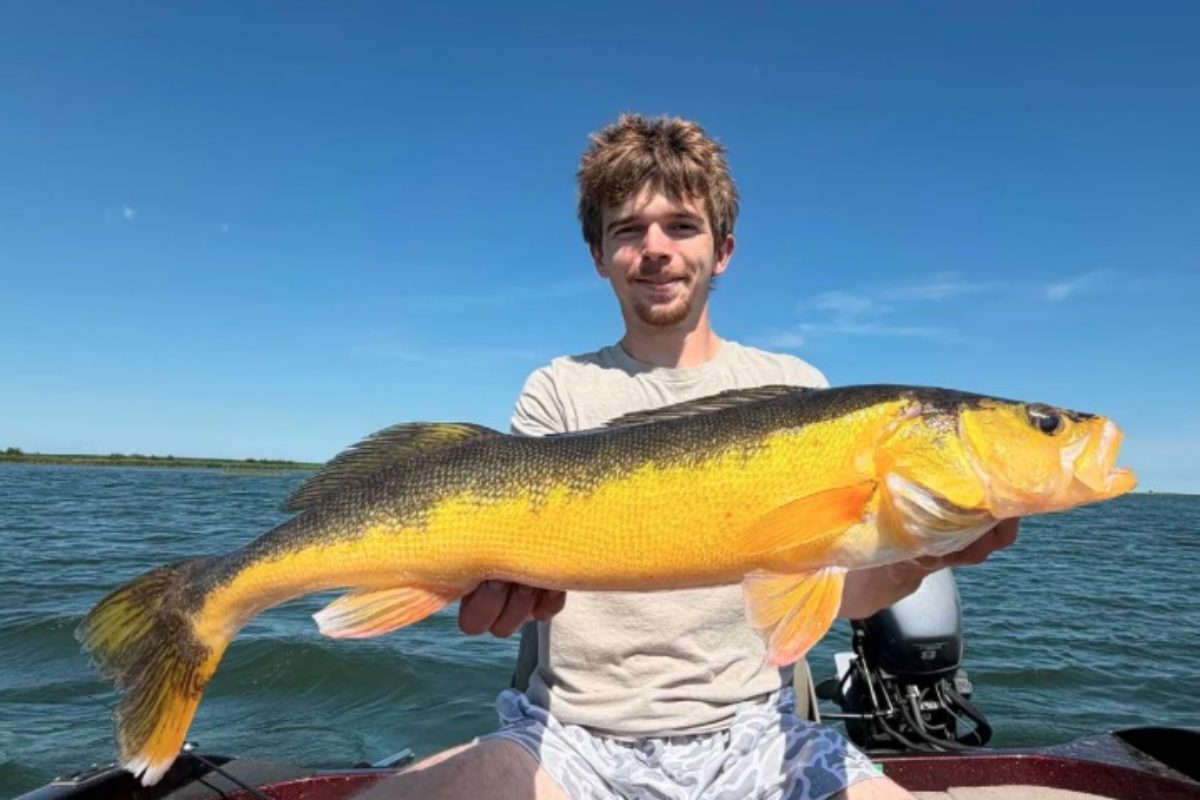 Goldiger Walleye