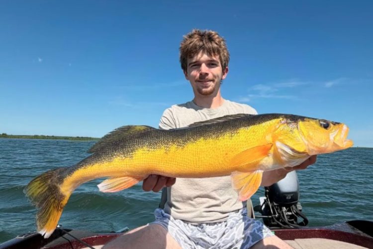 Goldiger Walleye
