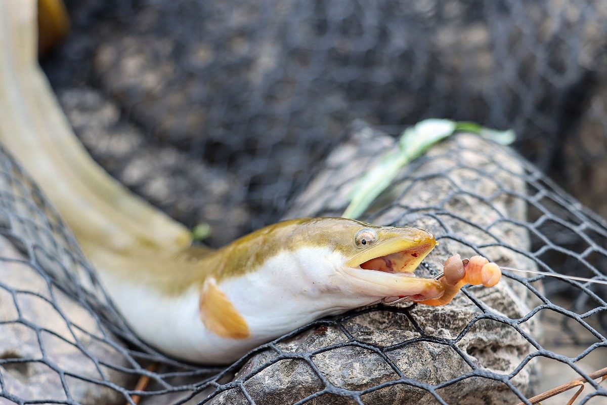 Aal Tauwurm