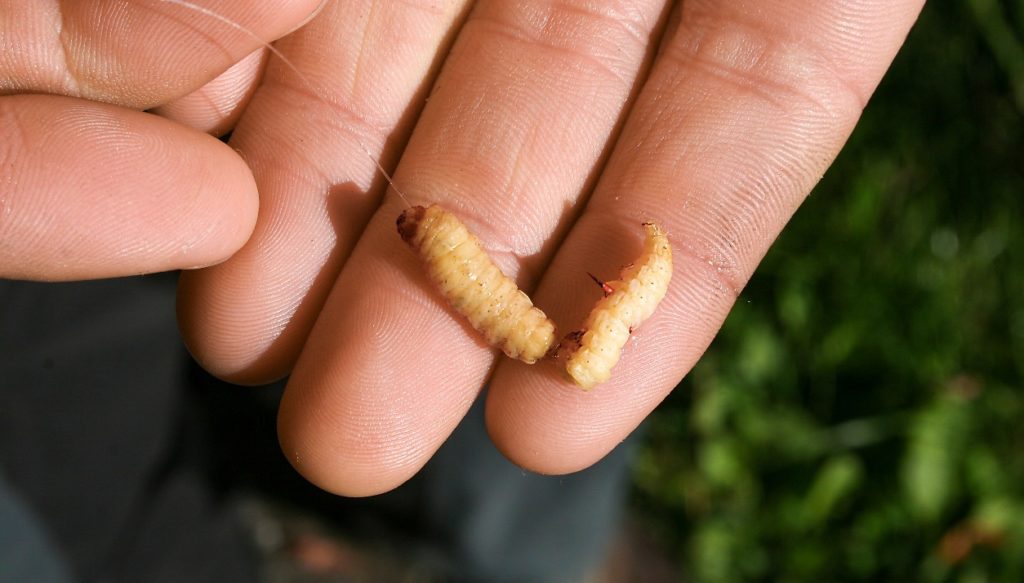Bienenmaden