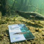 Das Heft zum Fisch des Jahres 2026 Wels, von der KI in Szene gesetzt