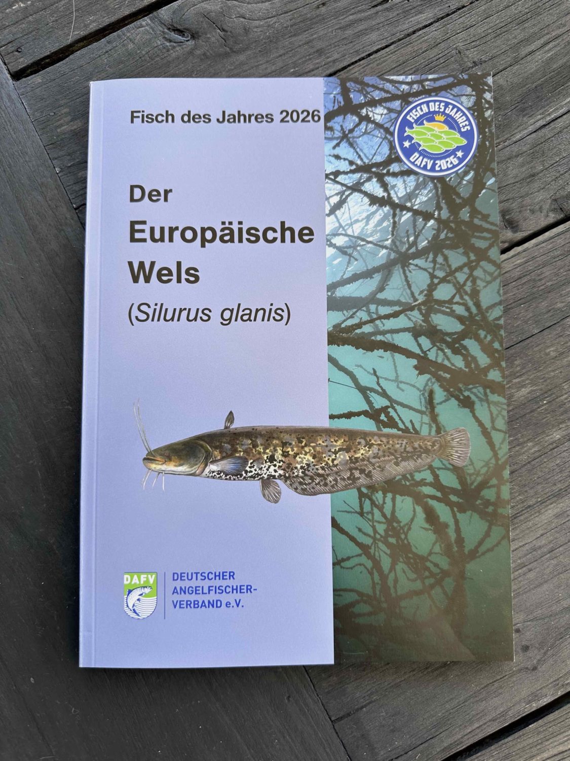 DAFV-Heft-Wels-Waller-Fisch-des-Jahres-2026