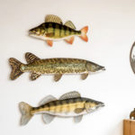 Barsch, Zander, Hecht – diese Deko Fische bietet der DAFV.Shop an.