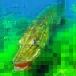 Hecht UW