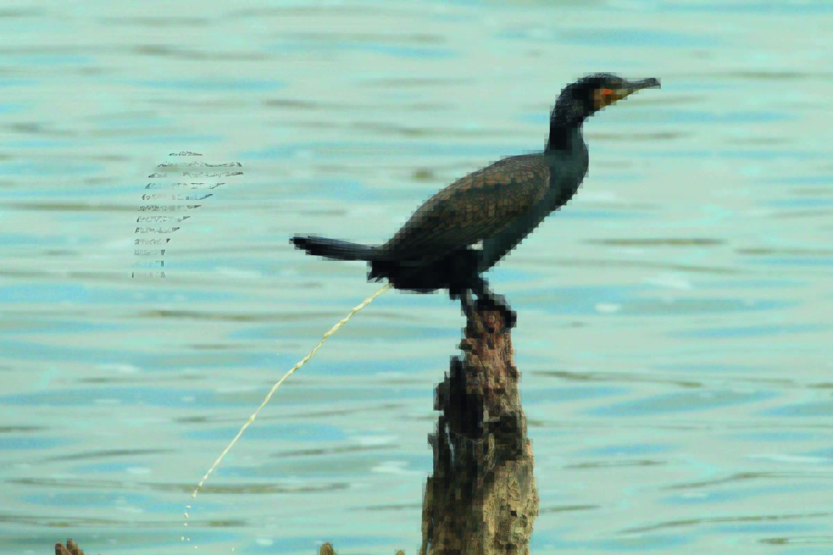 Kormoran