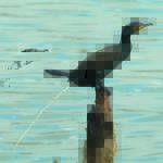 Kormoran