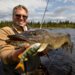Angler mit Hecht auf einen PulzBait gefangen