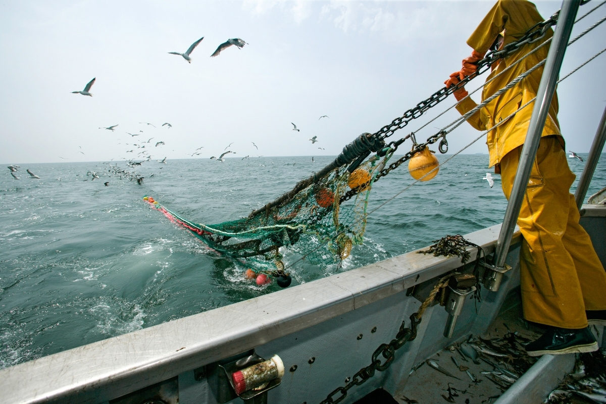 Wildlachs-Beifang in der Schleppnetzfischerei