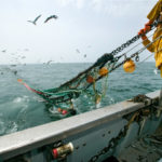 Wildlachs-Beifang in der Schleppnetzfischerei