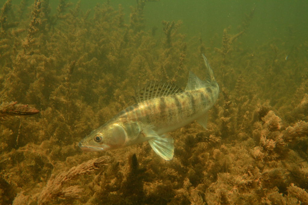 Wolgazander