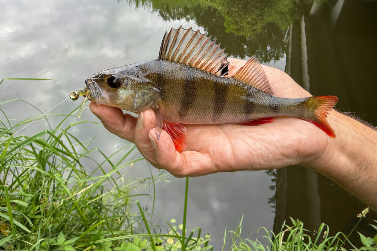 Der nächste Wurf dann gleich ein handlanger Fisch, die Tendenz scheint nach oben zu gehen. Handlanger Barsch
