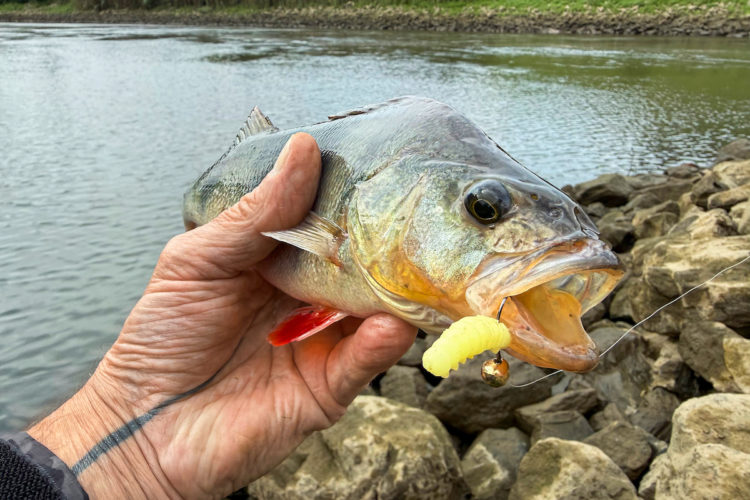 Die Taktik geht auf, mit der weißen Made am Micro-Jig kommt bereits nach einigen Würfen ein Barsch, der sich sehen lassen kann. Schöner Barsch auf Micro Jig gefangen