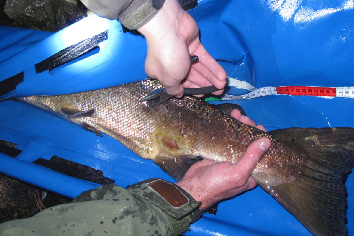 Wildlachs-Gen-Analyse am Fluss: Forscher in Norwegen werteten Proben von über 70.000 Lachsen aus.