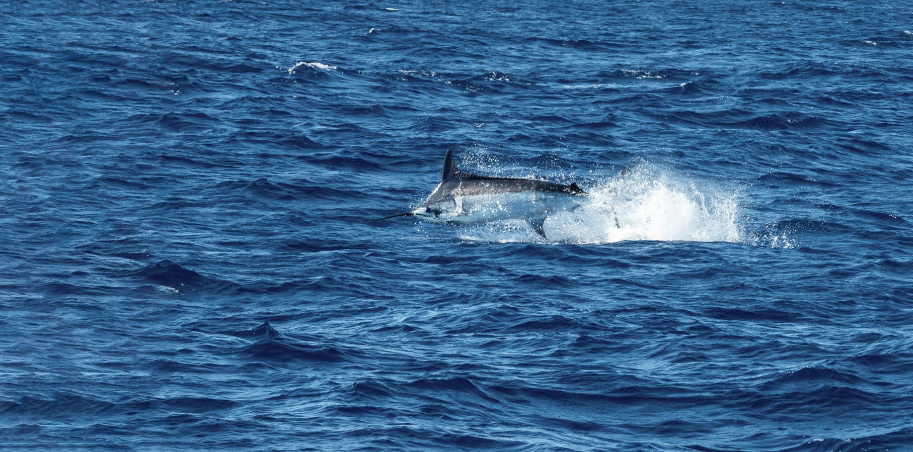 Marlin in the AIR