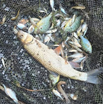 Diese Fische wurden durch Umsetzen dem sicheren Tod entrissen.