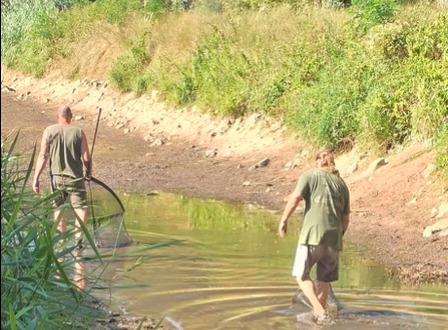 Mit Keschern werden die Fische von Freiwilligen aus ihren flachen Pfützen gefischt.