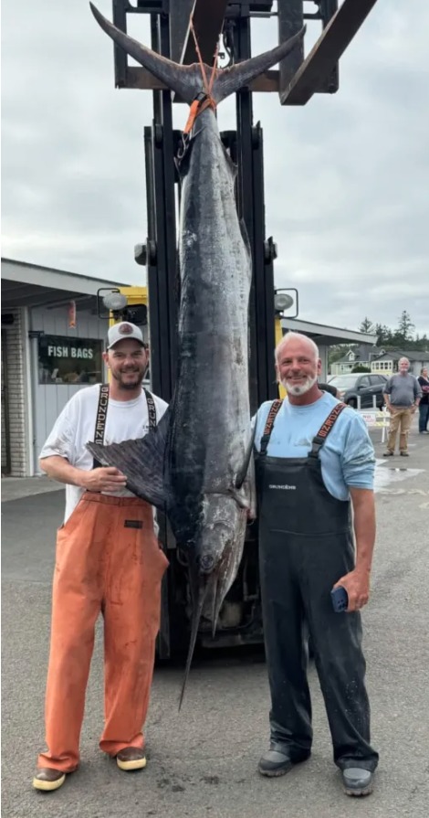 Gestreifter Marlin