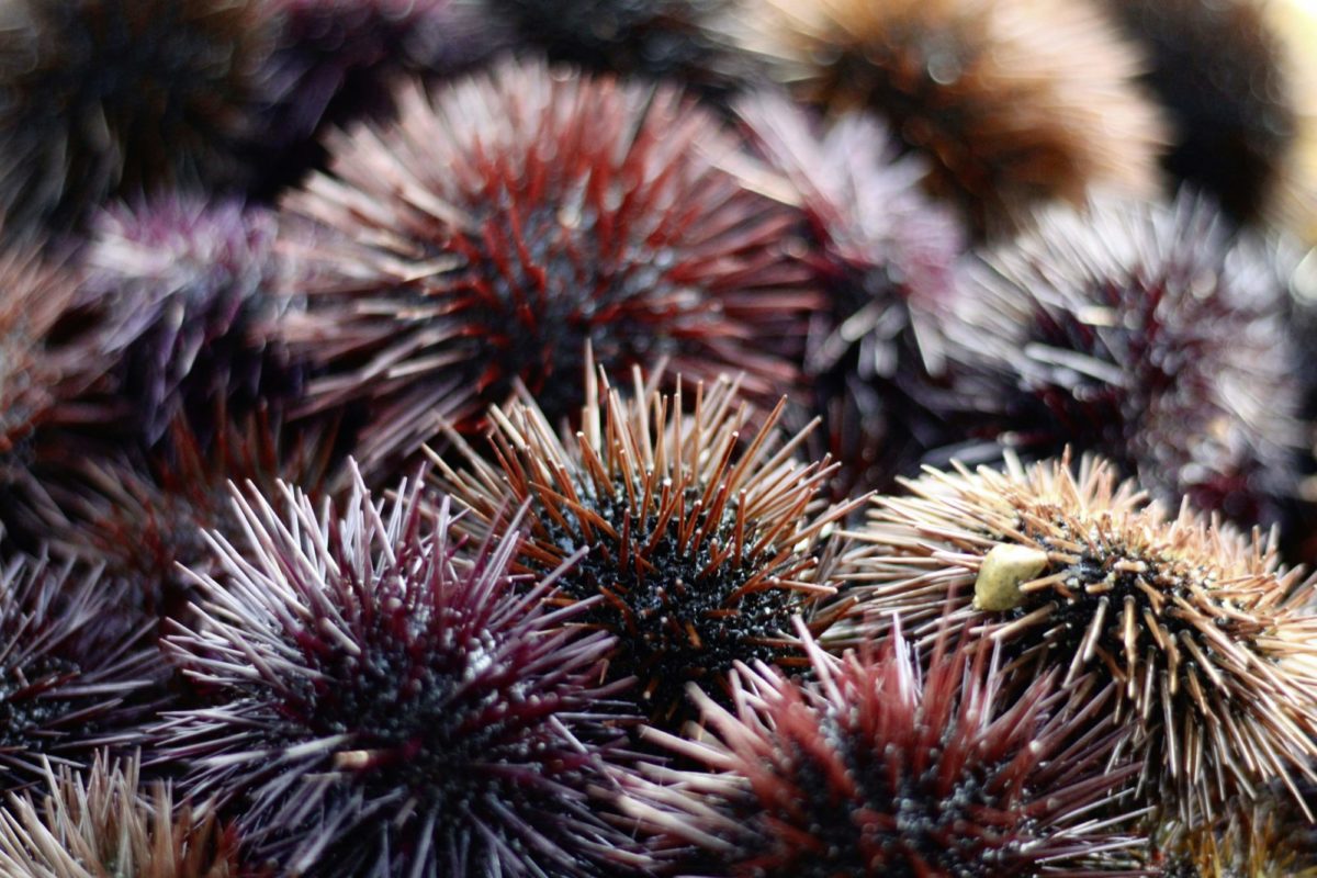 Seeigel Tasmansee