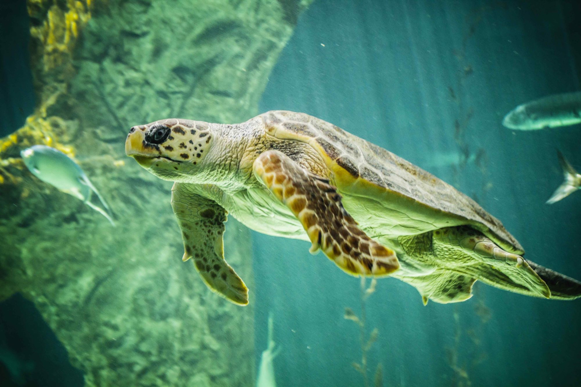 Schildkröte Aquarium