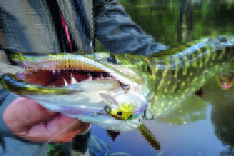 Hecht mit Wobbler