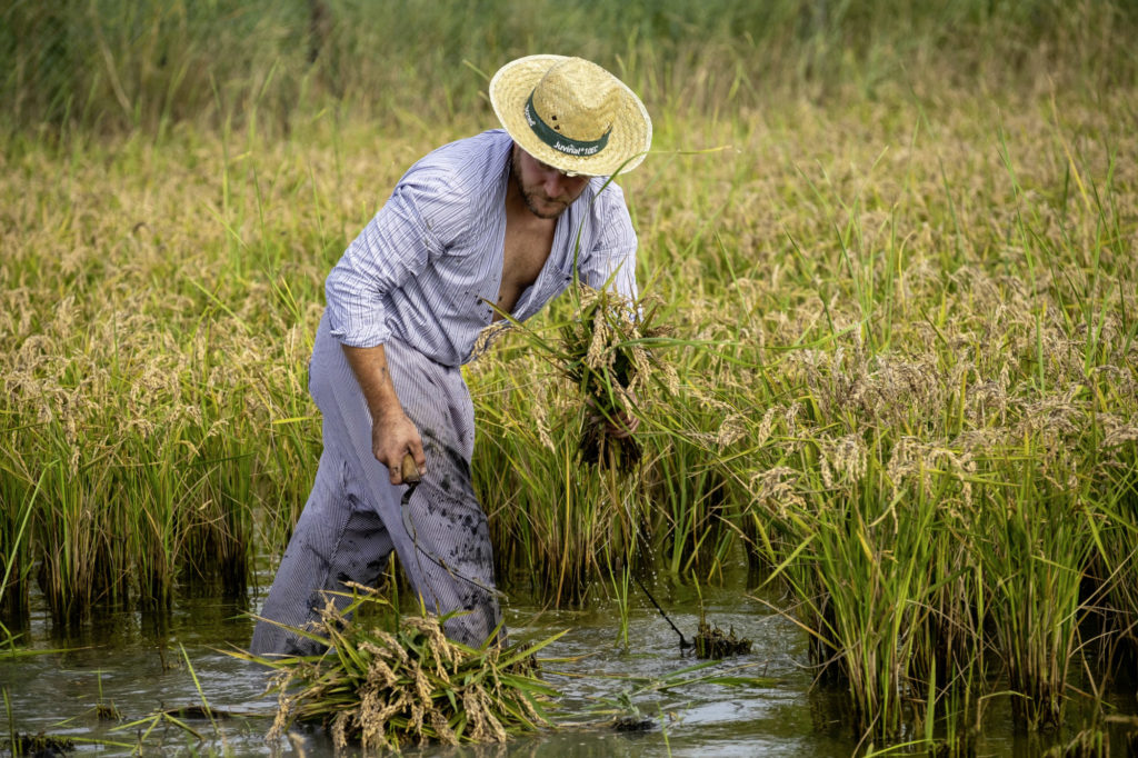 Reisanbau ist im weiten Ebro-Delta allgegenwärtig: Er besitzt eine sehr hohe Qualität.