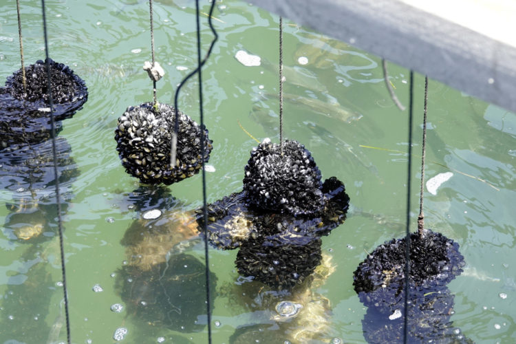 Hier wachsen Miesmuscheln an Leinen im Meerwasser. Hier wachsen Miesmuscheln an Leinen im Meerwasser.