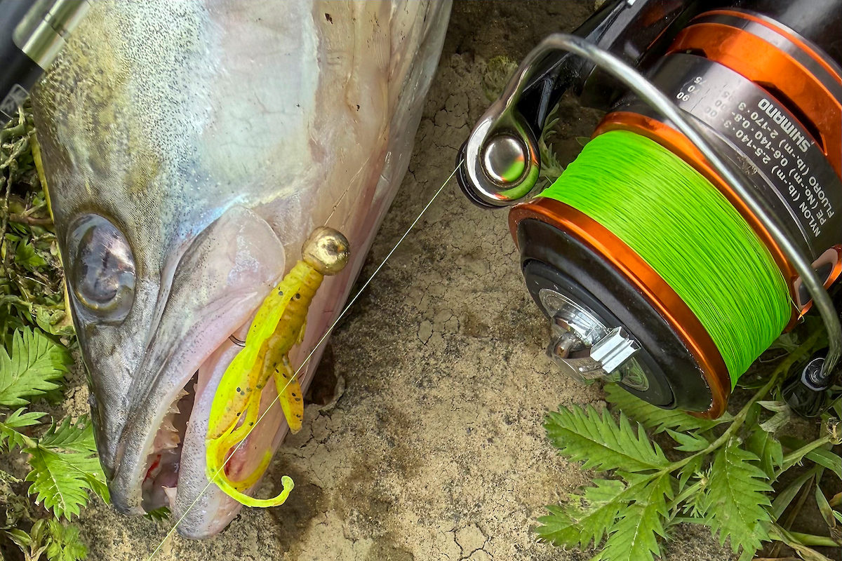 Zander auf einen Micro Jig gefangen