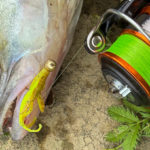 Zander auf einen Micro Jig gefangen