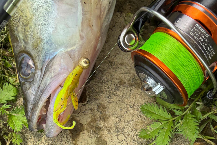 Zander auf einen Micro Jig gefangen