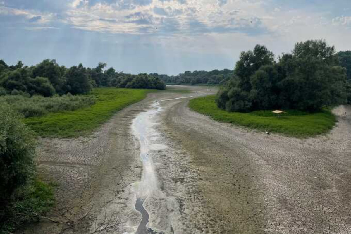 Niedrigwasser Rhein Rastatt