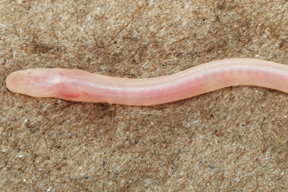 Indien Aal Grundwasser-Handpumpe: Gangaichthys indonepalicus