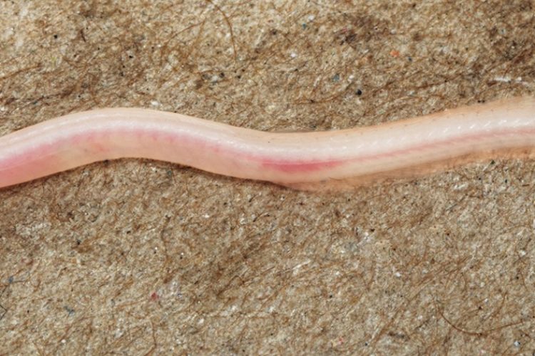 Indien Aal Grundwasser-Handpumpe: Gangaichthys indonepalicus