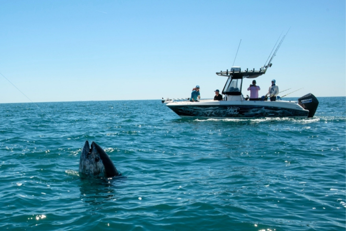 Angeln auf Blauflossenthunfische in Spanien