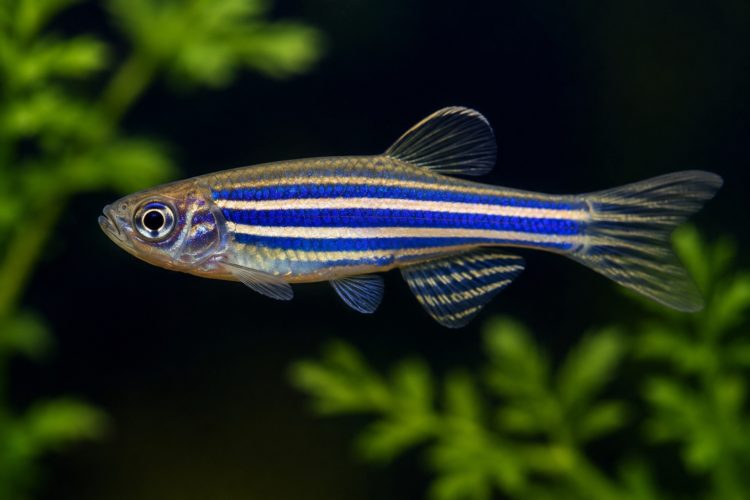 Zebrafische Rückenmark