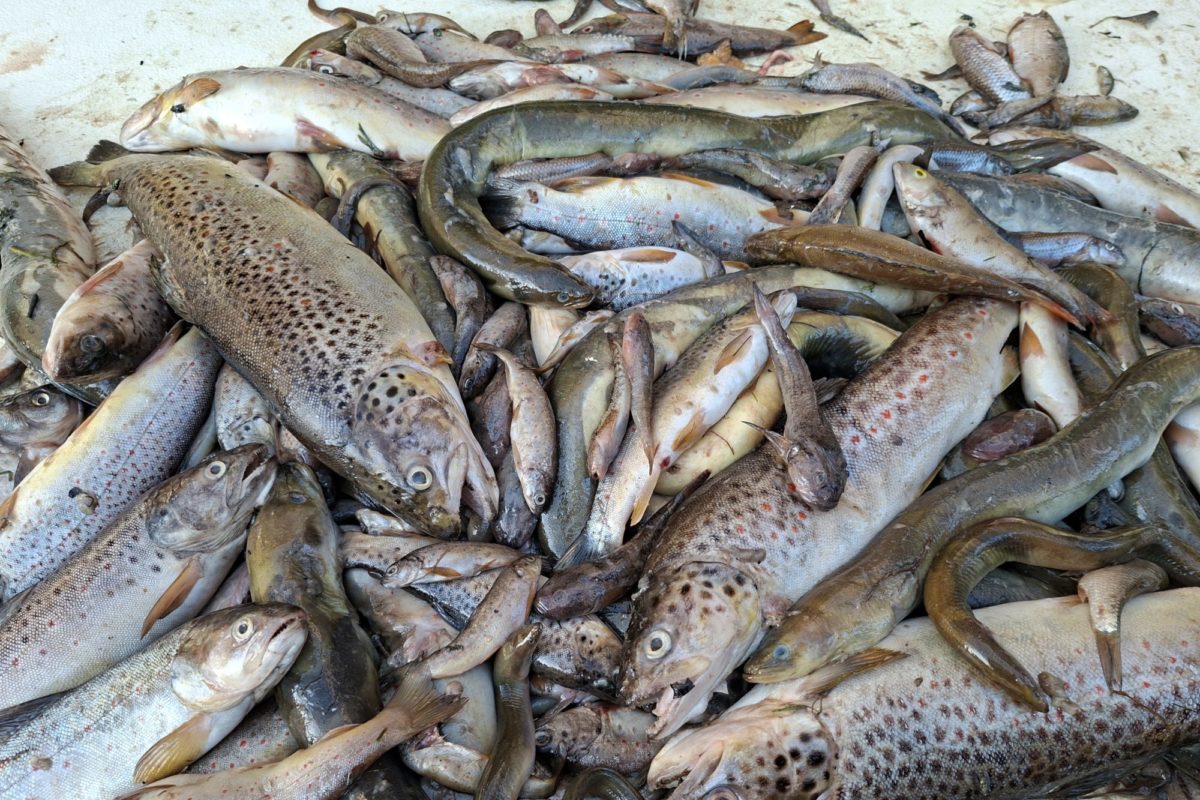 Fischsterben, Hahle