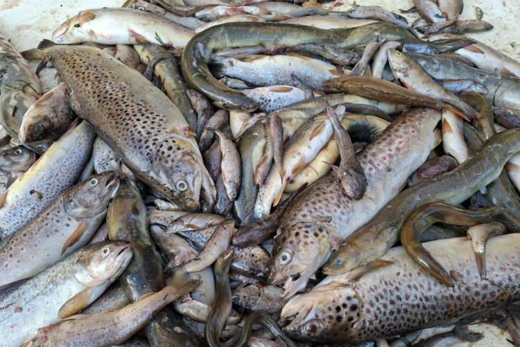 Fischsterben, Hahle