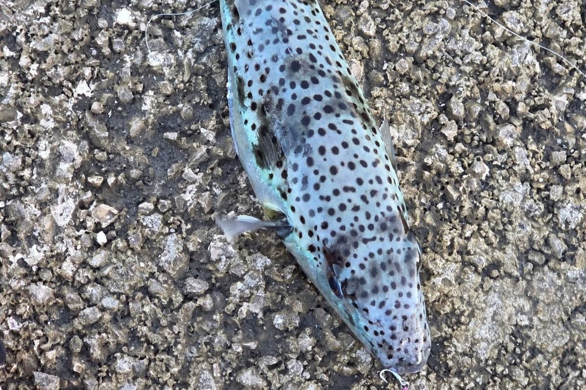 Silberstreifen-Kugelfisch