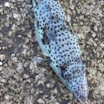 Silberstreifen-Kugelfisch