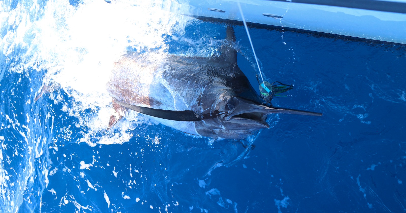 Blauer Marlin